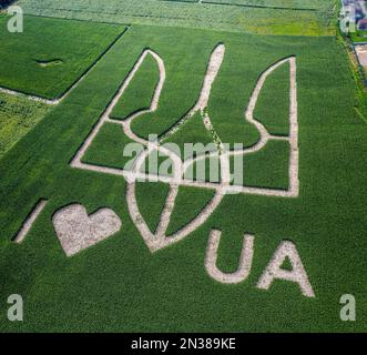 Das riesige Symbol des Landes Ukraine ist ein Dreizack, der von Maiskeimen in einem Maisfeld geschaffen wird. Blick von oben. 05.08.2021, Ukraine, Dorf Velyka Olek Stockfoto