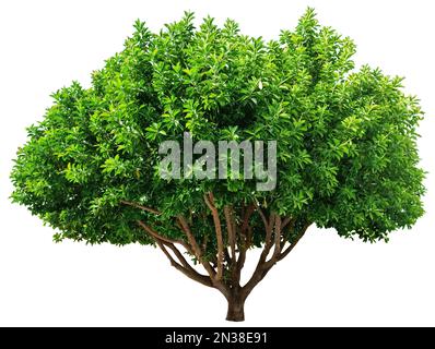 Ficus-Baum isoliert auf weißem Hintergrund. Datei enthält Beschneidungspfad. Stockfoto