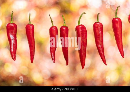 Viele frische rote Chilischoten, die am Seil aufgereiht sind. Lufttrocknungsprozess mit Chilli-Pfeffer. Stockfoto