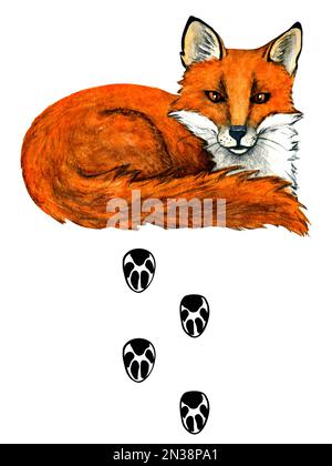 Aquarelle wilde Waldtiere mit Fußabdrücken. Illustrationsfuchs. Waldmotiv für Kinder. Stockfoto