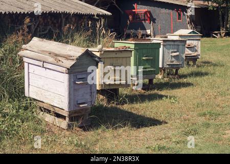 Eine Reihe von alten Buchenhäusern im Hausgarten. Farbige Holzkisten für die Imkerei. Hausgemachter Honig, Imkerei. Lebensstil auf dem Land, Bienen im Bienenhaus Stockfoto