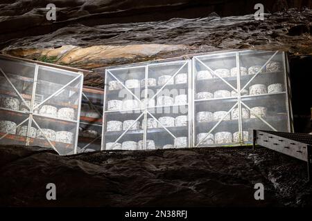 Cheddar-Käse reift in der Goughs Cave in Cheddar in Somerset Stockfoto