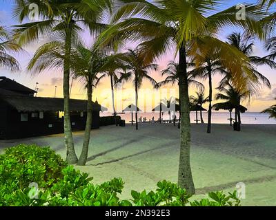 Palmen am Strand bei Sonnenuntergang, Aruba. Beleuchtung durch künstliches Licht. Stockfoto