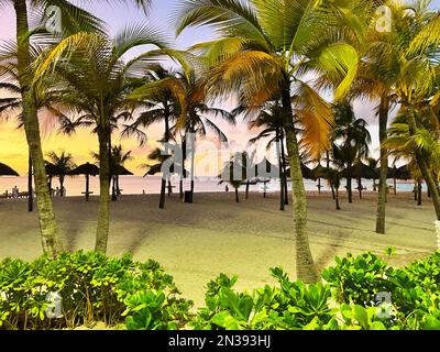 Palmen am Strand bei Sonnenuntergang, Aruba. Beleuchtung durch künstliches Licht. Stockfoto