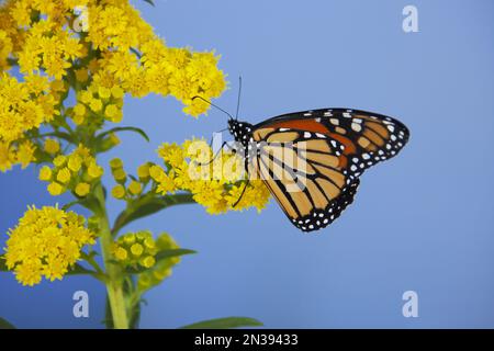 Monarchfalter auf Goldrute, Hyannis, Cape Cod, Massachusetts, USA Stockfoto
