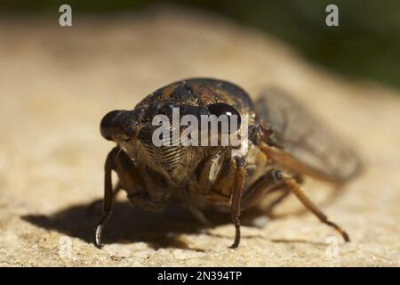 Nahaufnahme von Zikade Stockfoto