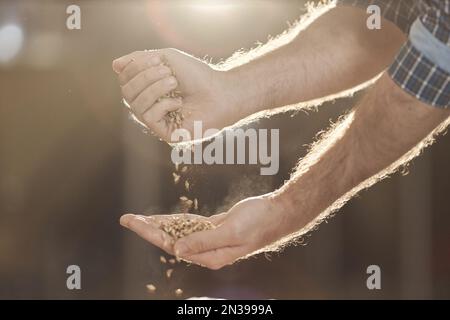 Nahaufnahme von der Seite, wie männliche Hände Weizen in goldenem Sonnenlicht ausgießen, Craft-Bier-Konzept Stockfoto