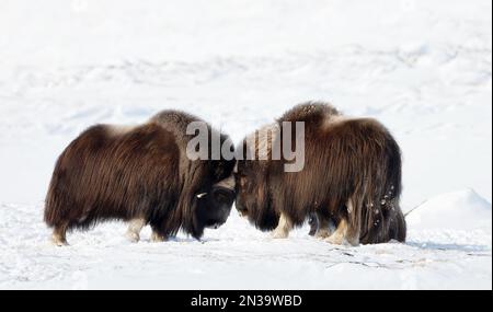 Nahaufnahme der Musk Oxen, die im Winter kämpfen, Norwegen, Dovrefjell-Nationalpark. Stockfoto