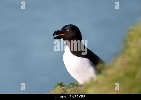 Nahaufnahme eines Razorbill, der auf einer Klippe nisten, Bempton, Großbritannien. Stockfoto