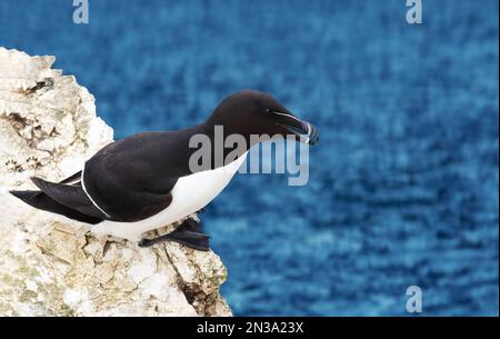 Nahaufnahme eines Razorbill, der auf einer Klippe nisten, Bempton, Großbritannien. Stockfoto