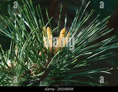 Nahaufnahme eines Scotch Pine Tree oder Scots Pine mit sich entwickelnden Zapfen, die gelben oder goldenen männlichen Zapfen sind im Bild zentriert und der grüne weibliche Zapfen Stockfoto