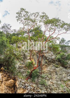 Arbutus andrachne, gemeinhin als griechischer Erdbeerbaum bezeichnet, im Goynuk Canyon. Berghänge im Beydaglari Coastal National Park. Truthahn. Stockfoto