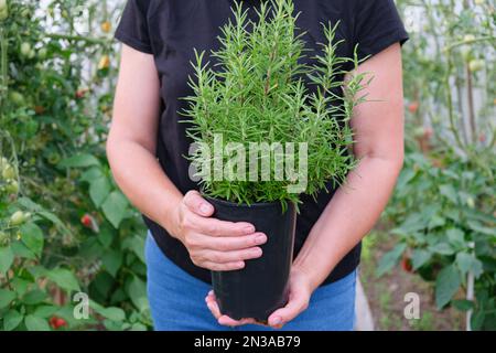 Eine Farmerin hält einen Rosmarin-Busch, der in einem Gewächshaus wächst, in ihren Händen. Nahaufnahme. Stockfoto