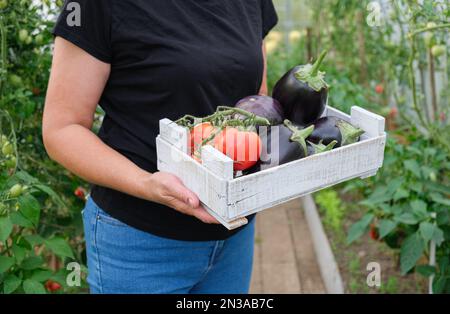 Eine Landwirtin hält eine Schachtel mit Bio-Gemüse in den Händen. Tomaten, Paprika und Auberginen werden in einem Gewächshaus angebaut. Stockfoto