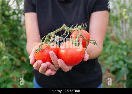 Eine Bauernfrau, die reife rote Tomaten in der Hand hält. Ökologischer Landbau, Ernte im Gewächshaus. Nahaufnahme. Stockfoto