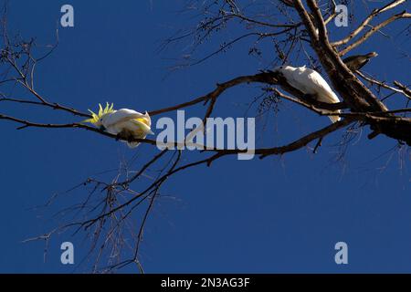 Ein Paar Kakadus mit Schwefelkammmuscheln (Cacatua galerita) auf einem Baum in Sydney, NSW, Australien (Foto: Tara Chand Malhotra) Stockfoto