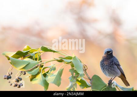 Der männliche schwarze RotStart (Phoenicurus ochruros), der kleine Passanten-Vogel. Stockfoto