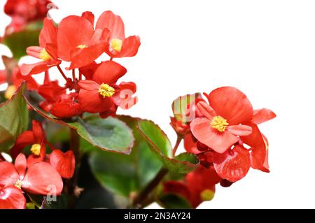 Rote Wachs-Begonia-Blume isoliert auf weißem Hintergrund. Begonia semperflorens in der Nähe Stockfoto