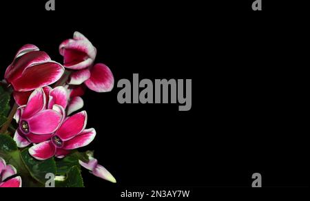 Rosa Cyclamen-Blüten isoliert auf schwarzem Hintergrund mit Kopierraum Stockfoto