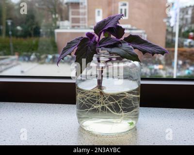 Vermehrung durch Wurzelung einer lila Laubpflanze in einem Glas Wasser. Die Pflanze ist bekannt als lila Leidenschaft. Stockfoto