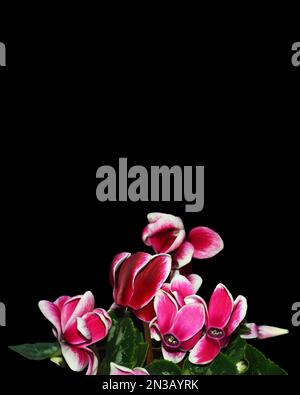 Cyclamen-Blüten auf schwarzem Hintergrund mit Kopierraum Stockfoto