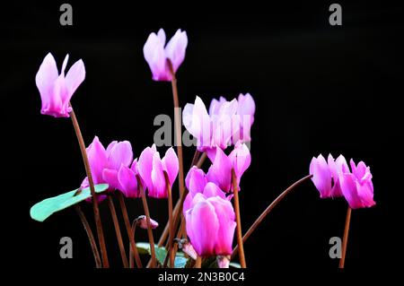 Rosa Cyclamen-Blüten isoliert auf schwarzem Hintergrund Stockfoto