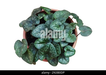 Cyclamen-Pflanze im Blumentopf, isoliert auf weißem Hintergrund. Draufsicht auf harten Cyclamen Stockfoto