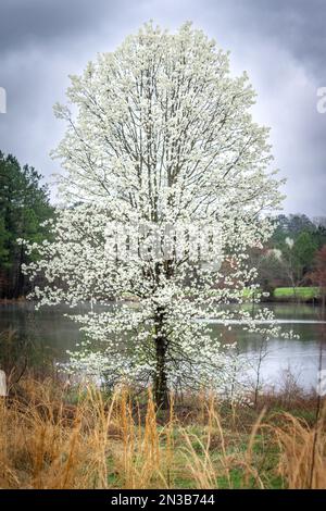 An einem bewölkten Frühlingstag befindet sich neben einem ruhigen Teich eine blühende Bradford-Birne. Stockfoto