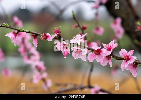Regentropfen, die an rosa Apfelblüten auf einem Ast kleben. Stockfoto