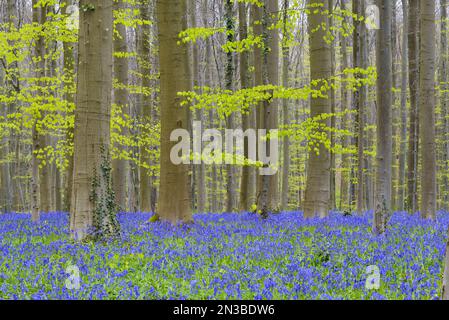 Bluebells Wald im Frühling, Hallerbos, Halle, Vlaams Gewest, Brüssel, Belgien, Europa Stockfoto