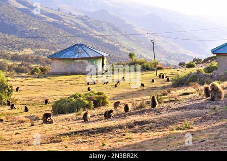 Herde von Gelada (Theropithecus gelada), Affen mit blutenden Herzen, auf einem Feld um Gebäude in einem Bergdorf; Äthiopien Stockfoto