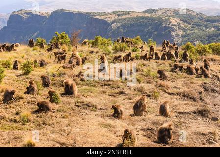 Herde von Gelada (Theropithecus gelada), Affen mit blutenden Herzen, die auf einem Feld auf einem Berggipfel auf der Suche nach Nahrung sitzen; Äthiopien Stockfoto