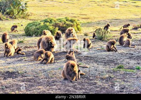 Herde von Gelada (Theropithecus gelada), Affen mit blutenden Herzen, die auf einem Feld auf der Suche nach Nahrung sitzen; Äthiopien Stockfoto