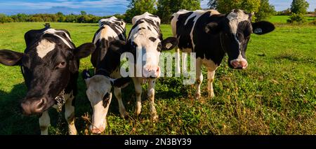 Nahaufnahme von Holsteinkühen (Bos taurus taurus), einer Herde schwarz-weiß geflickter Kühe in den östlichen Ortschaften Quebec, Kanada Stockfoto