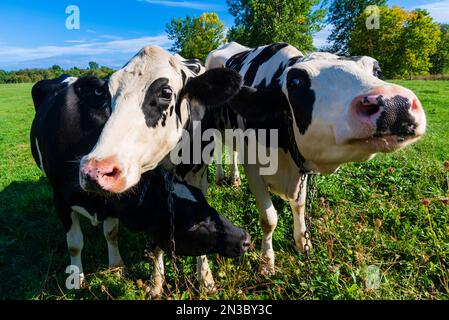 Nahaufnahme von Holsteinkühen (Bos taurus taurus), einer Herde schwarz-weiß geflickter Kühe in den östlichen Ortschaften Quebec, Kanada Stockfoto