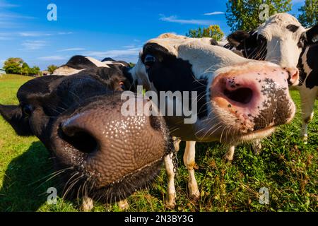 Nahaufnahme von Holstein Cow (Bos taurus taurus) Gesichtern, Herde von schwarz-weiß geflickten Kühen in den östlichen Ortschaften; Quebec, Kanada Stockfoto