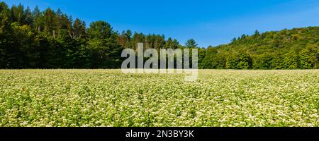 Blühendes Buchweizenfeld (Fagopyrum esculentum) in den Laurentides; Quebec, Kanada Stockfoto