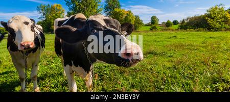 Nahaufnahme von Holsteinkühen (Bos taurus taurus), einer Herde schwarz-weiß geflickter Kühe in den östlichen Ortschaften Quebec, Kanada Stockfoto