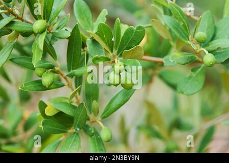 An einem Baum hängende europäische Olivenfrüchte (Olea europaea); Katalonien, Spanien Stockfoto