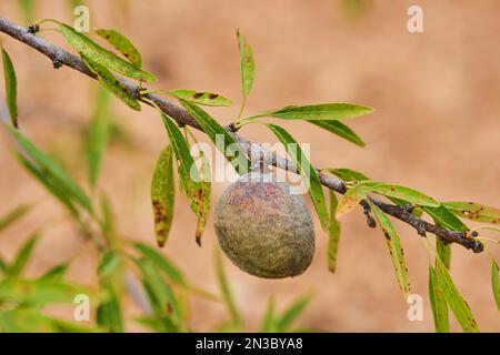Nahaufnahme einer Mandel (Prunus amygdalus, syn. Prunus dulcis) im Rumpf; Katalonien, Spanien Stockfoto