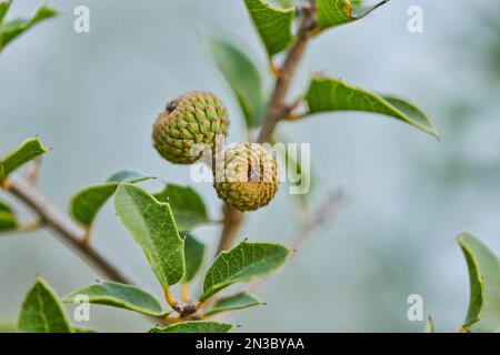 Nahaufnahme einer Kermeseiche (Quercus coccifera) auf einem Baum; Katalonien, Spanien Stockfoto