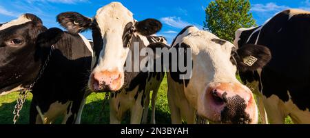 Nahaufnahme von Holsteinkühen (Bos taurus taurus), einer Herde schwarz-weiß geflickter Kühe in den östlichen Ortschaften Quebec, Kanada Stockfoto