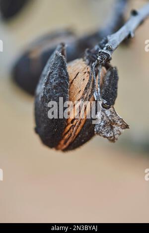 Nahaufnahme einer Mandel (Prunus amygdalus, syn. Prunus dulcis), Katalonien, Spanien Stockfoto