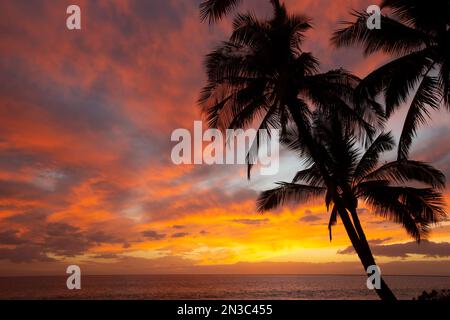 Atemberaubender, tropischer Sonnenuntergang über dem Pazifik mit einer Silhouette aus Palmen an einem Strand in Kihei Stockfoto