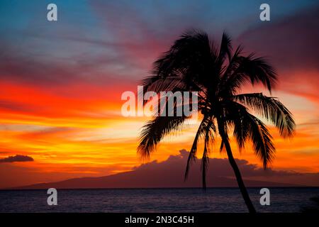 Farbenfroher, tropischer Sonnenuntergang über dem Pazifischen Ozean mit Silhouette einer Palme an einem Strand in Kihei Stockfoto