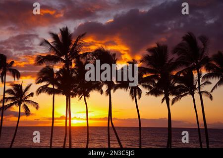 Wunderschöner Sonnenuntergang mit Orange- und Gelbtönen über dem Pazifischen Ozean mit Palmenreihe Silhouetten; Wailea, Maui, Hawaii, Vereinigte Staaten von Amerika Stockfoto