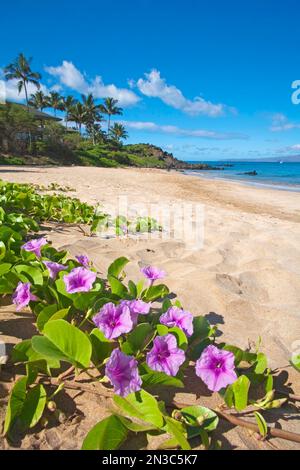 Palau'ea Beach, auch bekannt als White Rock Beach mit Beach Morning Glories (Ipomoea pes-caprae) im Vordergrund in Makena auf der Insel Maui Stockfoto