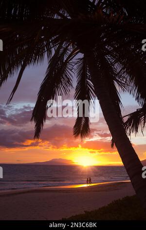 Silhouette von Palmen und Paar spazieren bei Sonnenuntergang am Keawakapu Beach; Wailea, Maui, Hawaii, Vereinigte Staaten von Amerika Stockfoto