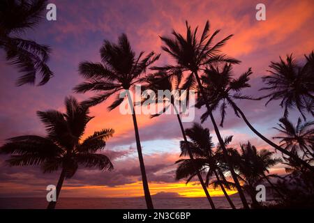 Silhouette von Palmen, die bei Sonnenuntergang am Keawakapu Beach in den farbenfrohen Himmel ragen; Kihei, Wailea, Maui, Hawaii, Vereinigte Staaten von Amerika Stockfoto