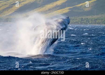 Buckelwal (Megaptera novaeangliae), der in den Gewässern vor Ma'alaea auf Maui bricht; Maalaea, Kihei, Maui, Hawaii, Vereinigte Staaten von Amerika Stockfoto